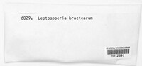 Leptosphaeria bractearum image